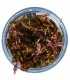 ROTALA ROTUNDIFOLIA BLOOD RED (IN VITRO CUP)