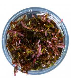 ROTALA ROTUNDIFOLIA BLOOD RED (IN VITRO CUP)
