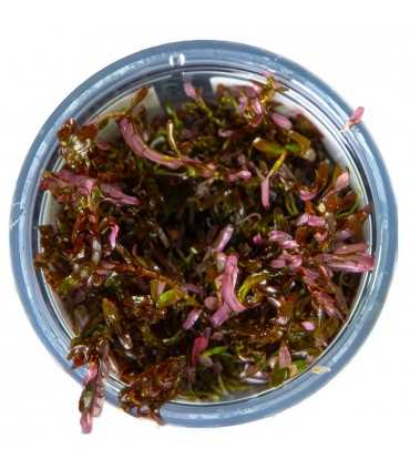 ROTALA ROTUNDIFOLIA BLOOD RED (IN VITRO CUP)