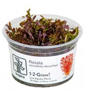 ROTALA ROTUNDIFOLIA BLOOD RED (IN VITRO CUP)