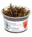 ROTALA ROTUNDIFOLIA BLOOD RED (IN VITRO CUP)