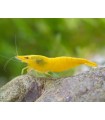 GAMBA NEOCARIDINA YELLOW