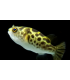 PEZ GLOBO CARINOTETRAODON TRAVANCORIUS