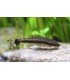 OTOCINCLUS AFFINIS