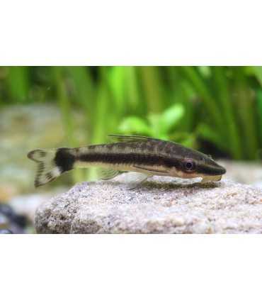 OTOCINCLUS AFFINIS