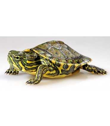 TORTUGA TRACHEMYS VENUSTA 3-4 CM