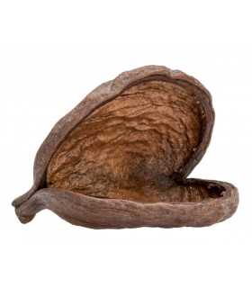 BADAM - STERCULIA FOETIDA BOTANICO
