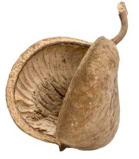 LA NUEZ DE BUDA - PTERYGOTA ALATA BOTANICO