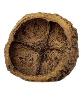 CASCARA DE LA NUEZ DEL PARAISO - CHAPEUZINHO BOTANICO
