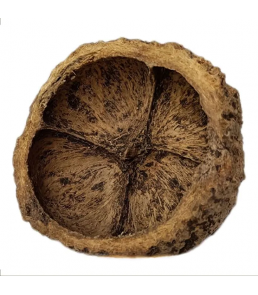 CASCARA DE LA NUEZ DEL PARAISO - CHAPEUZINHO BOTANICO
