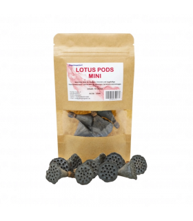 CAPSULAS DE LOTO SHRIMP GARDEN MINI 10 piezas - NELUMBO NUCIFERA