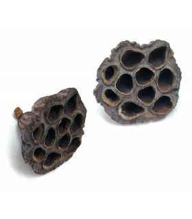 VAINA DE LOTO - NELUMBO NUCIFERA BOTANICO