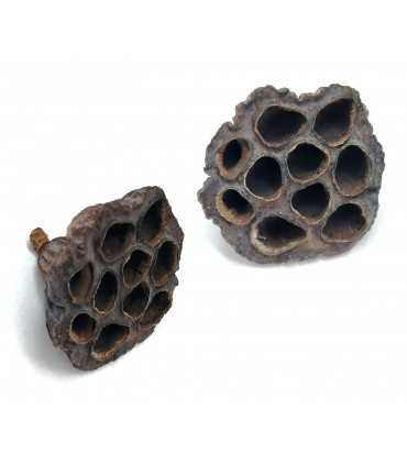 VAINA DE LOTO - NELUMBO NUCIFERA BOTANICO