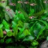CRYPTOCORYNE WENDTII GREEN