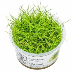 ELEOCHARIS PUSILLA MINI - IN VITRO