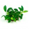 ANUBIAS BARTERI VAR NANA BONSAI (in vitro cup)