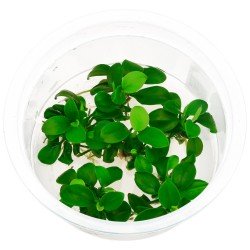 ANUBIAS BARTERI VAR NANA BONSAI- in vitro