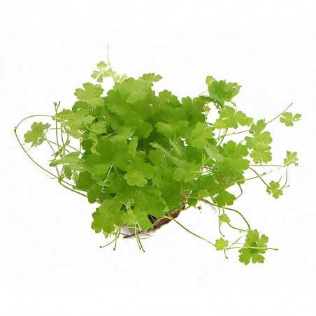 HYDROCOTYLE TRIPARTITA