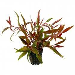 ALTERNANTHERA REINECKII ROSAEFOLIA