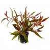 ALTERNANTHERA REINECKII ROSAEFOLIA