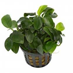 ANUBIA BARTERI VAR NANA MINI