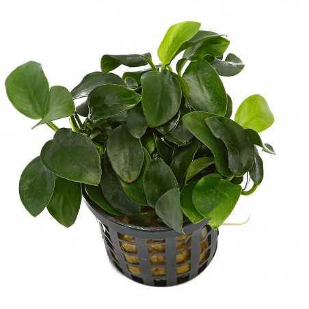 ANUBIA BARTERI VAR NANA MINI