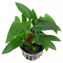 ANUBIA GRACILIS