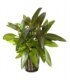 HYGROPHILA CORYMBOSA "SIAMENSIS"