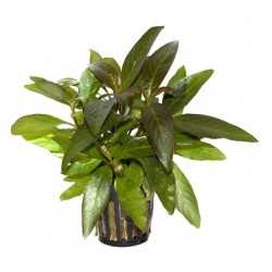 HYGROPHILA CORYMBOSA "SIAMENSIS"