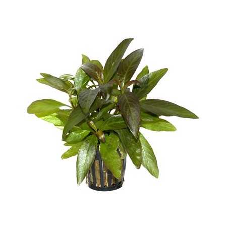 HYGROPHILA CORYMBOSA "SIAMENSIS"