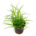JUNCUS REPENS