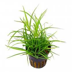 JUNCUS REPENS