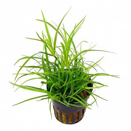 JUNCUS REPENS