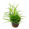 JUNCUS REPENS
