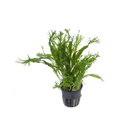 MICROSORUM PTEROPUS VAR. WINDELOW