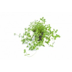 ROTALA SP GREEN