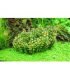 AMMANIA BONSAI (ROTALA INDICA) IN VITRO CUP