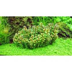 AMMANIA BONSAI (ROTALA INDICA) IN VITRO CUP