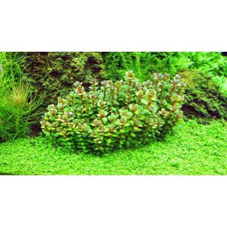 AMMANIA BONSAI (ROTALA INDICA) IN VITRO CUP