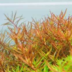 ROTALA H'RA