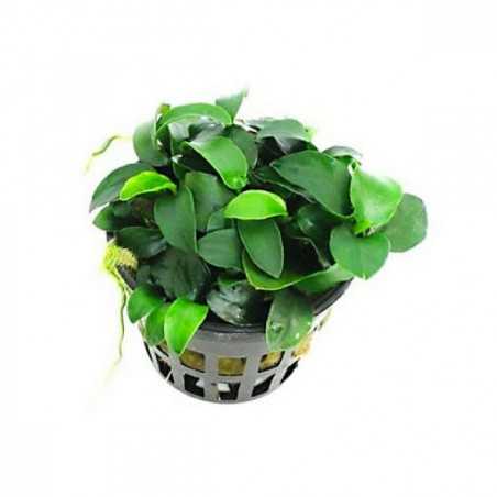 ANUBIA BARTERI PETITE