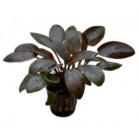 LAGENANDRA MEEBOLDII RED
