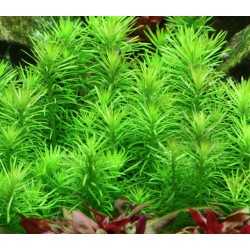 POGOSTEMON ERECTUS DECCANENSIS (IN VITRO CUP)