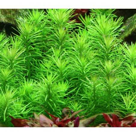 POGOSTEMON ERECTUS DECCANENSIS (IN VITRO CUP)