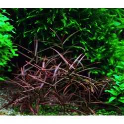 HYGROPHILA LANCEA SP.ARAGUAIA (IN VITRO CUP)