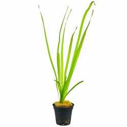 VALLISNERIA SPIRALIS
