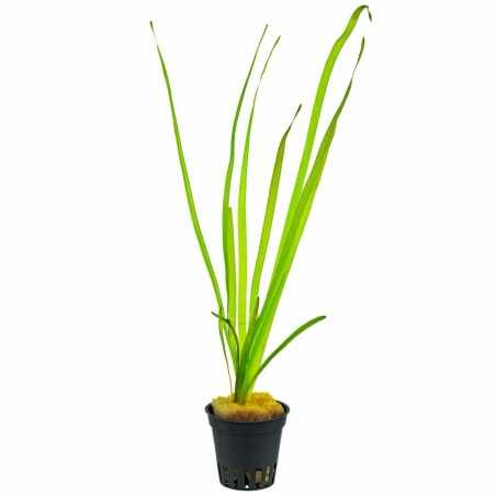 VALLISNERIA SPIRALIS