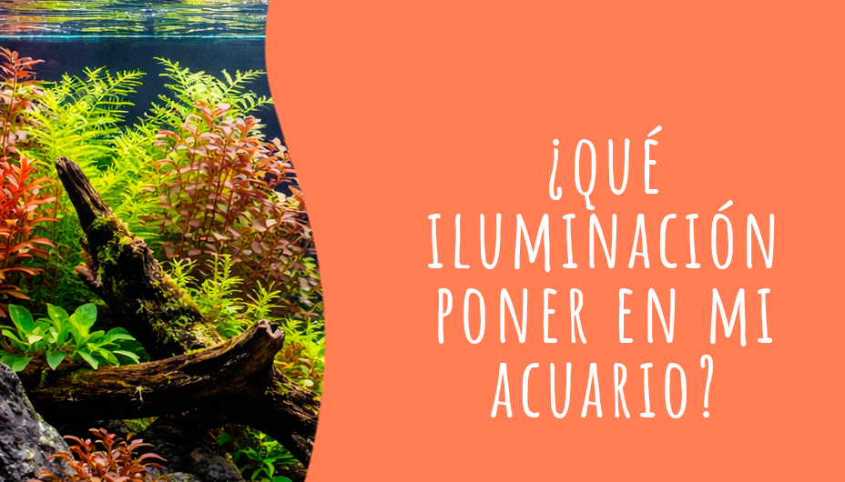iluminacion acuario perfecta