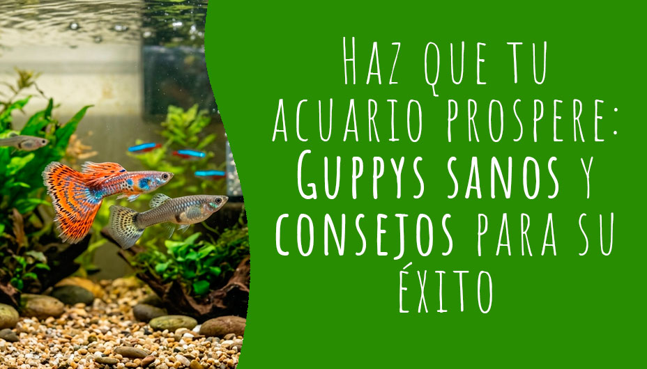 guppys guia cuidado